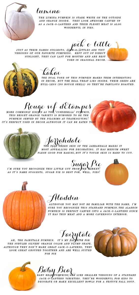 pumpkin guide.jpg