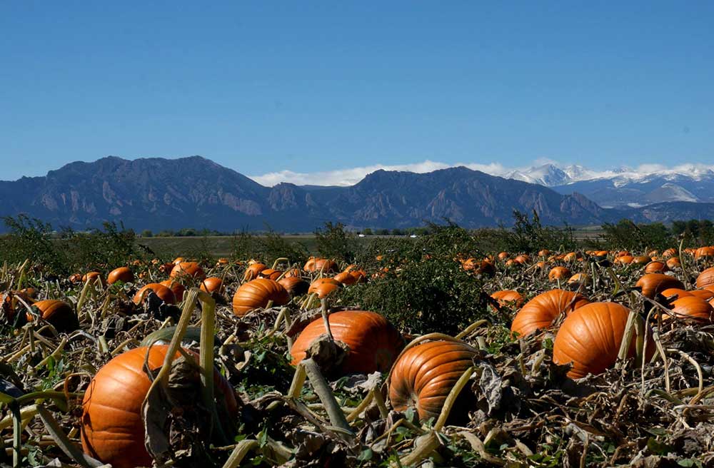 rock-creek-pumpkin-patch.jpg